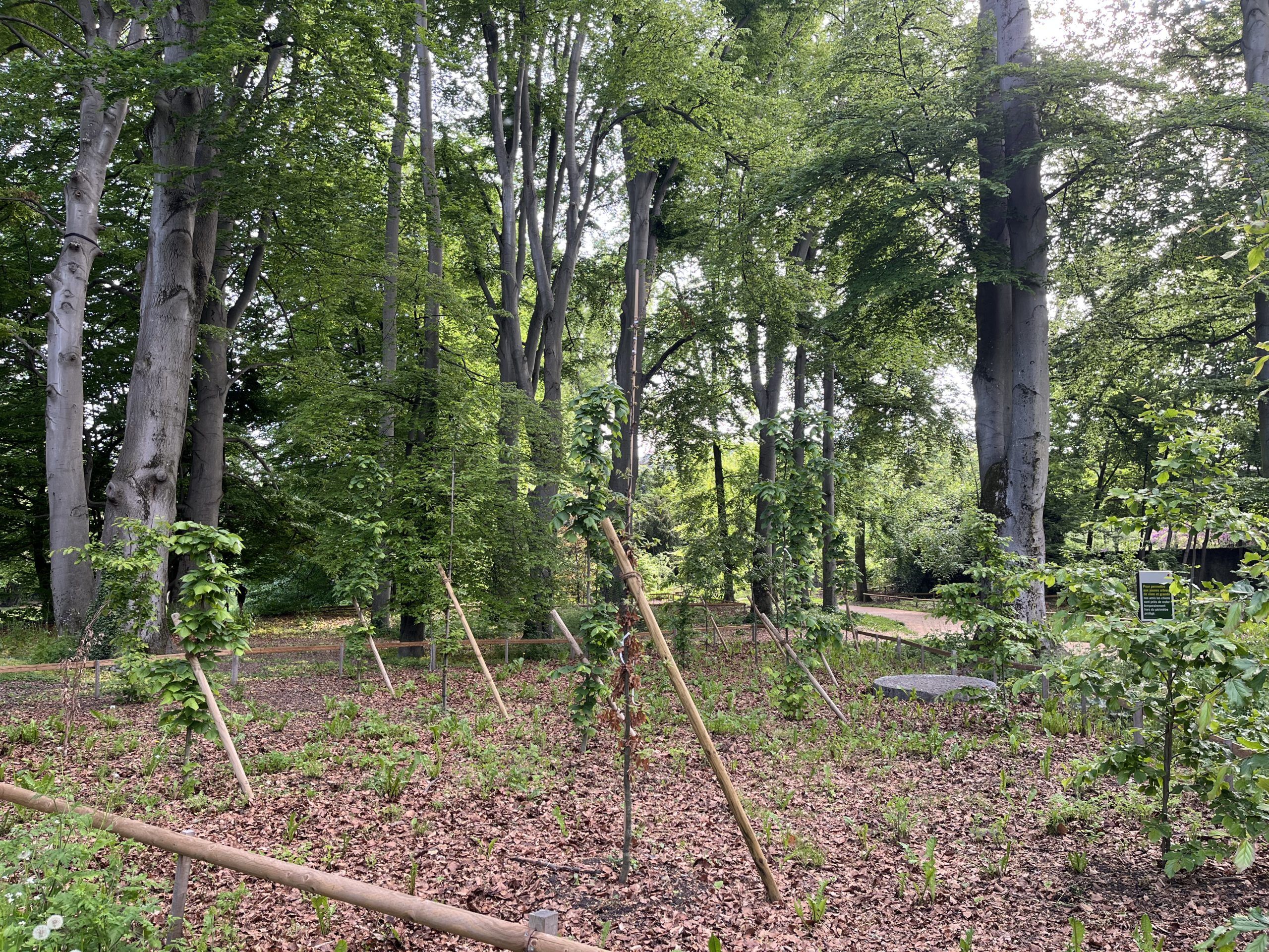 espace public-Parc La Grange-hêtraie-régénération-hêtre-canopée-végétation-sous bois-hêtraie-plantation-régénération