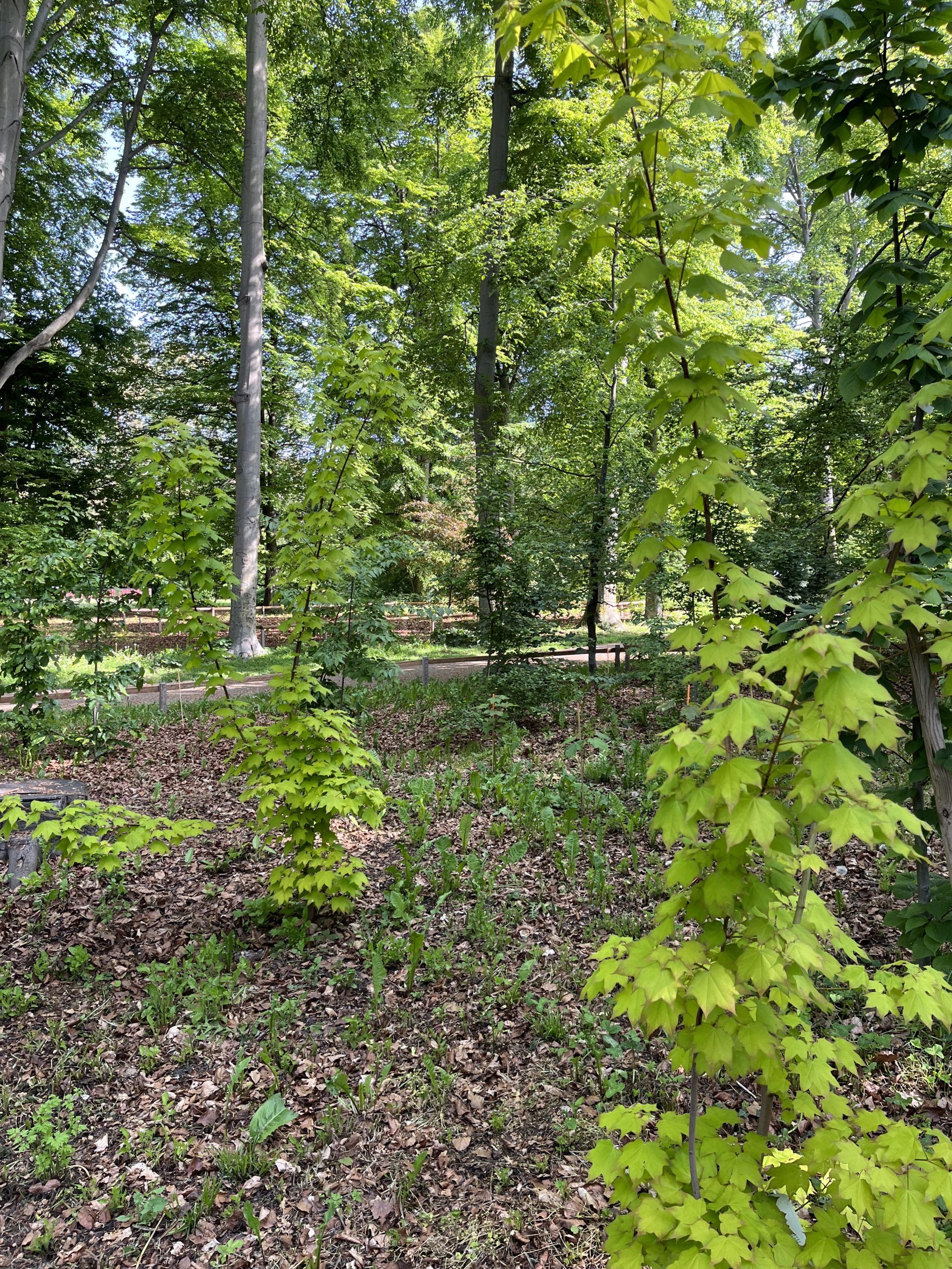 espace public-Parc La Grange-hêtraie-régénération-hêtre-canopée-végétation-sous bois-hêtraie-plantation-régénération