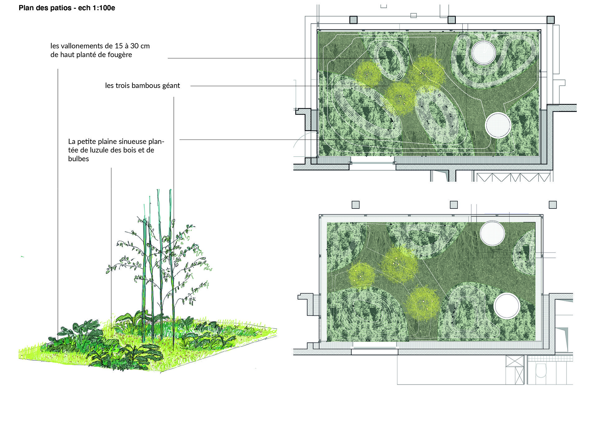 Echo-paysage-jardin-patio-plantation-bambous-fougères-plan masse