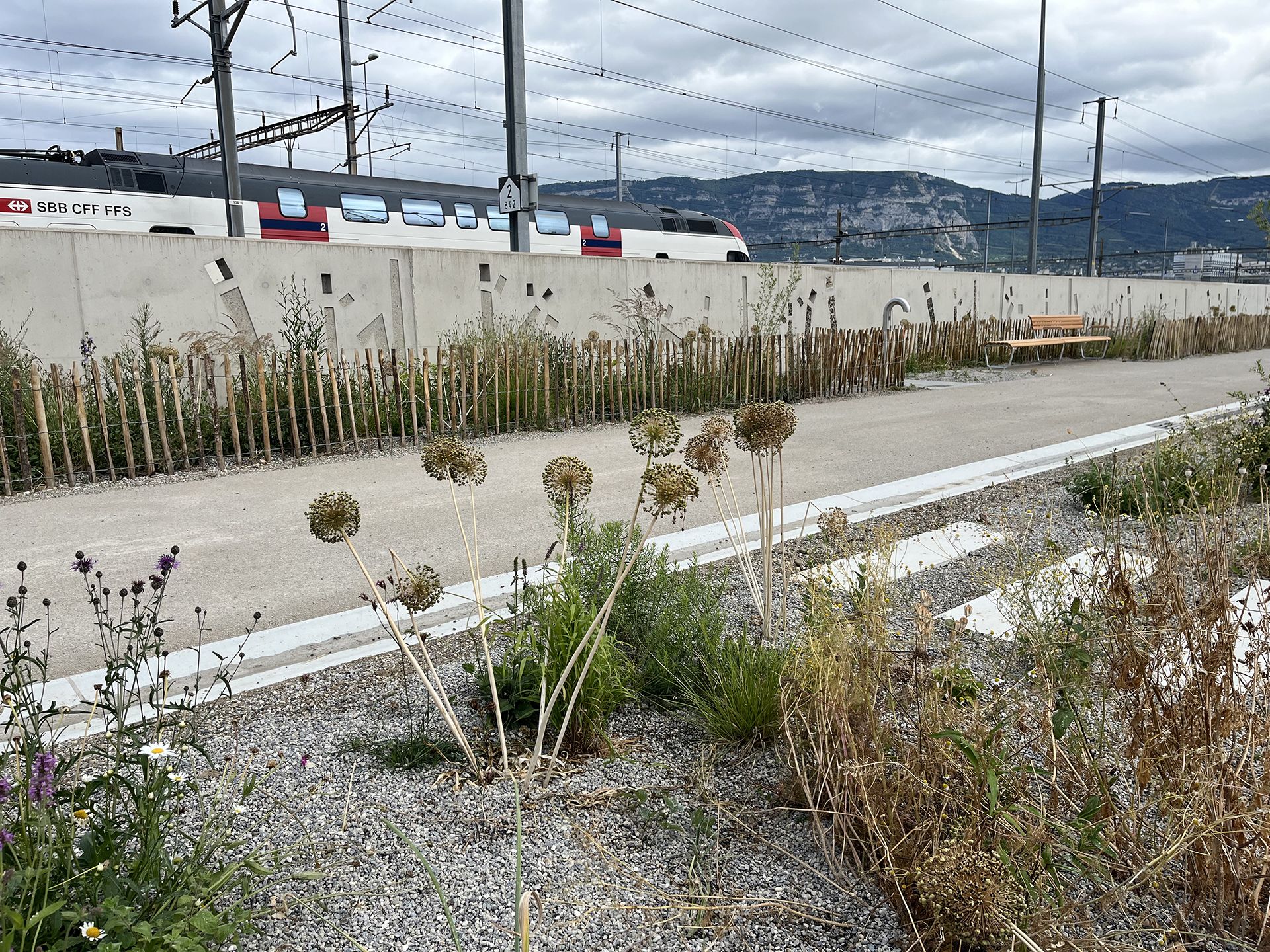 Echo-espace public-aménagement-jardin linéaire-axe mobilité-noue paysagère-jardin linéaire-axe de mobilité