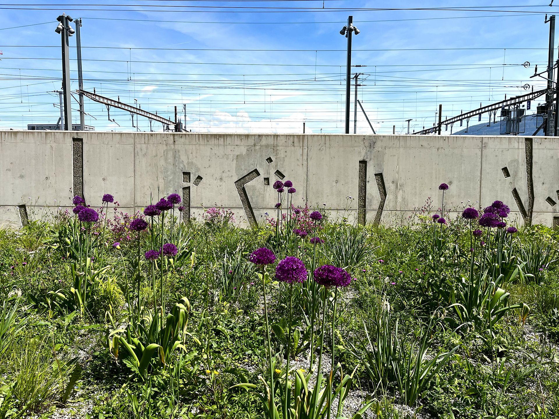 Echo-espace public-aménagement-jardin linéaire-axe mobilité-noue paysagère-jardin linéaire-axe de mobilité