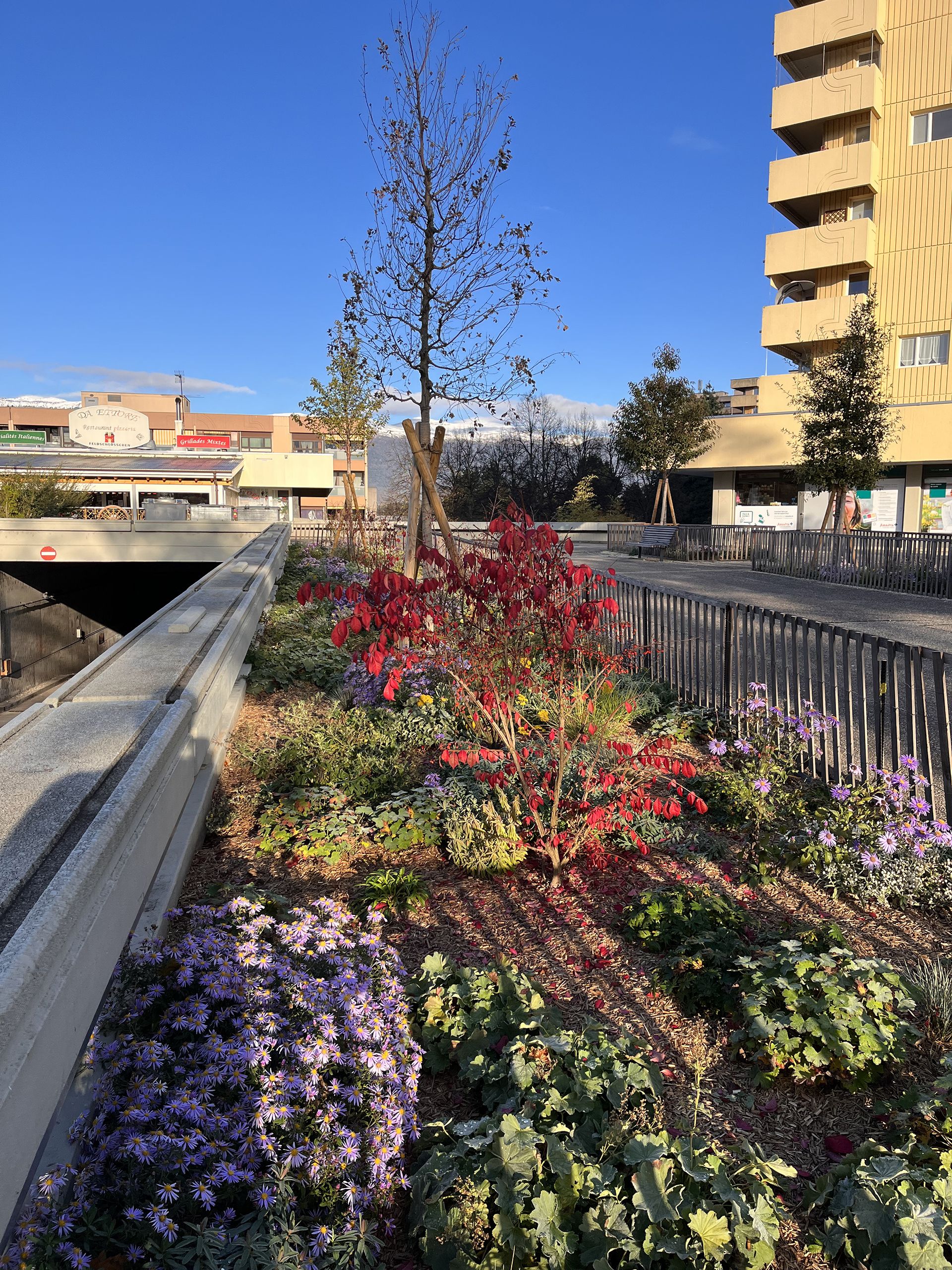 Echo-logement-CHAMPS-FRÉCHETS-Meyrin-esplanade-espace public-plantation-mail d'arbres-massif vivace-sol perméable