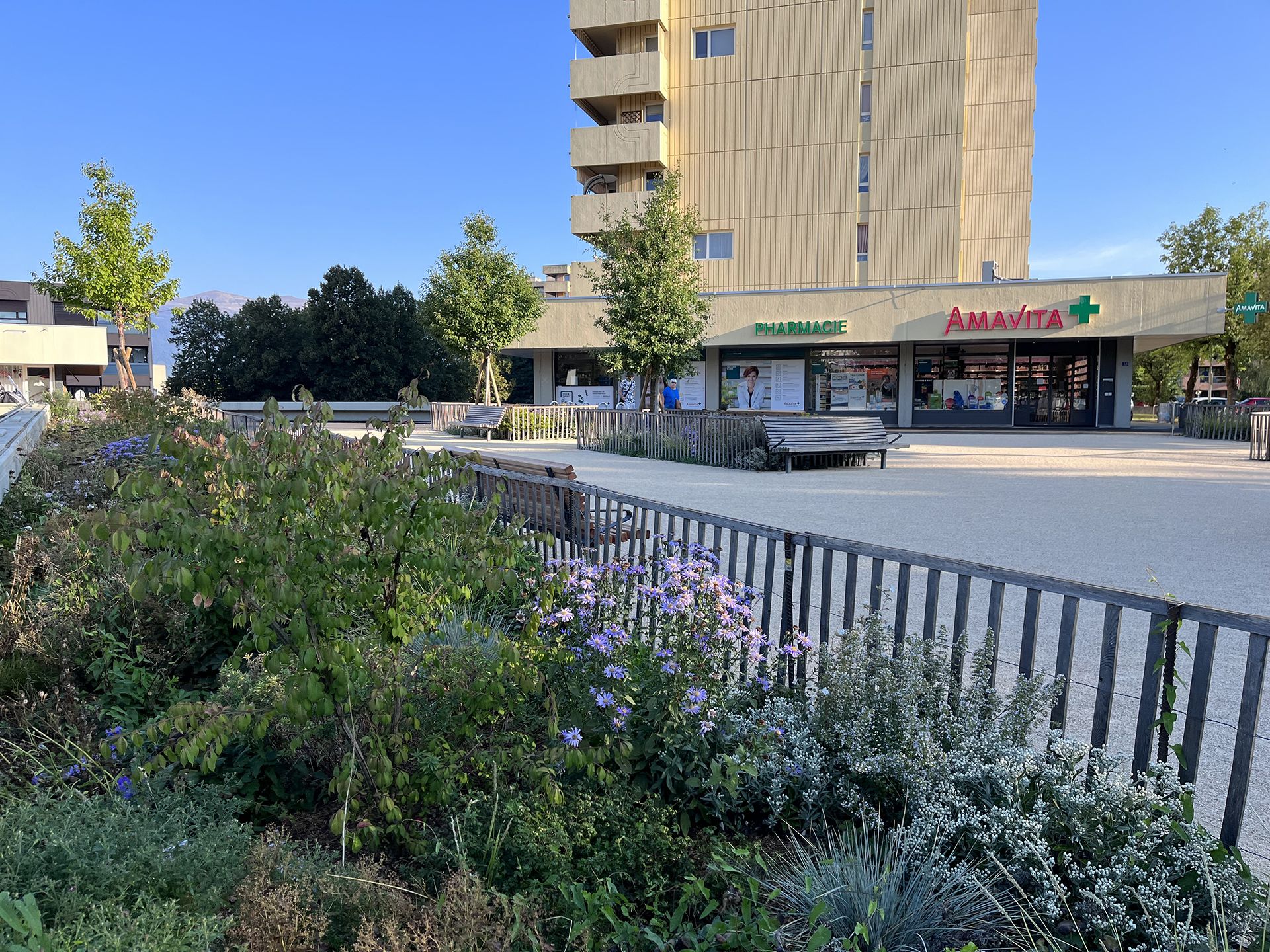 Echo-logement-CHAMPS-FRÉCHETS-Meyrin-esplanade-espace public-plantation-mail d'arbres-massif vivace-sol perméable
