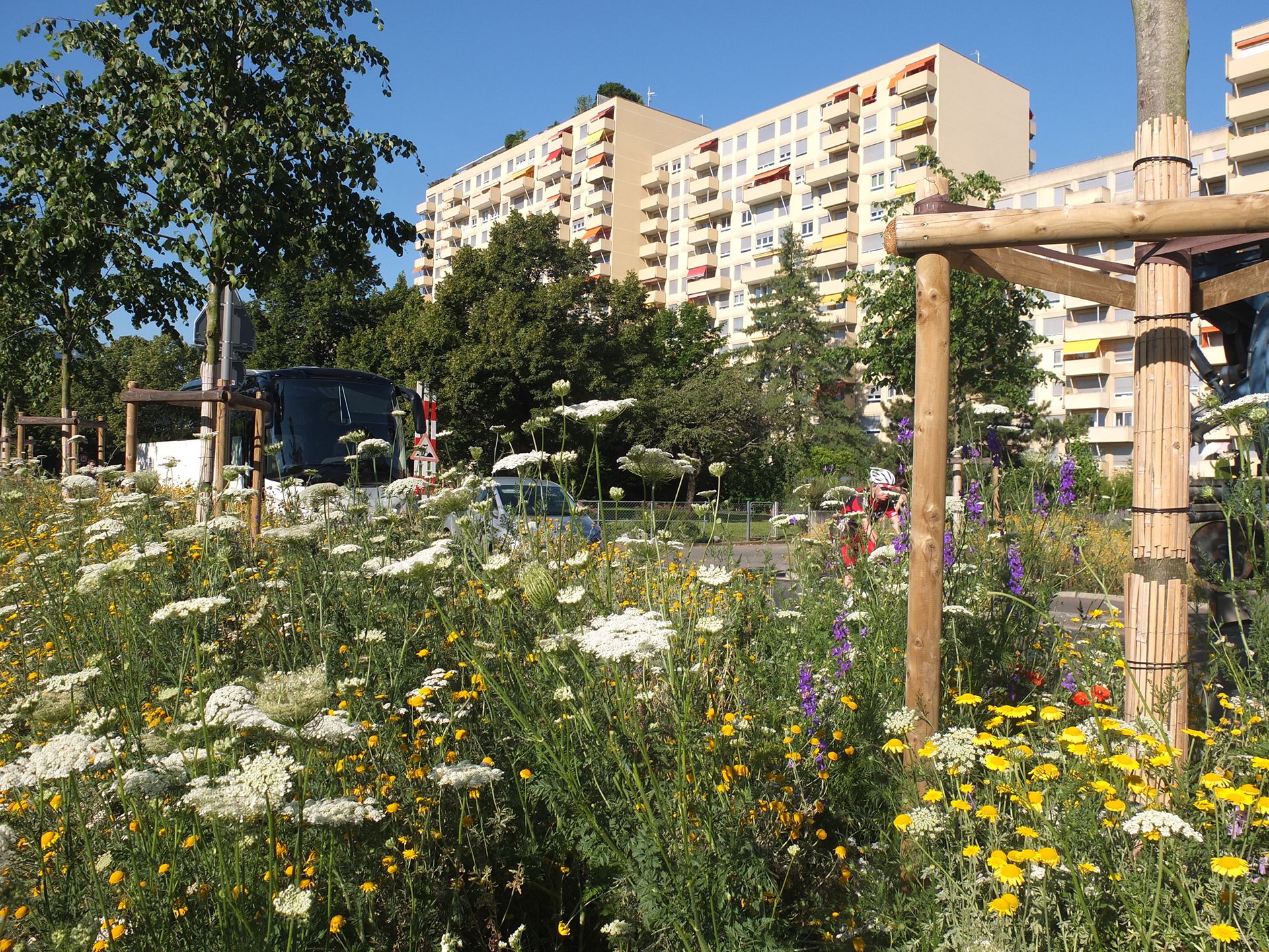 Paysage-réaménagement-espace-public-avenue-rue-mobilité-trafic-piste-cyclable-trottoir-allée-végétation-arbre-alignement-canopée-massif-plantation-annuelle-vivace-floraison