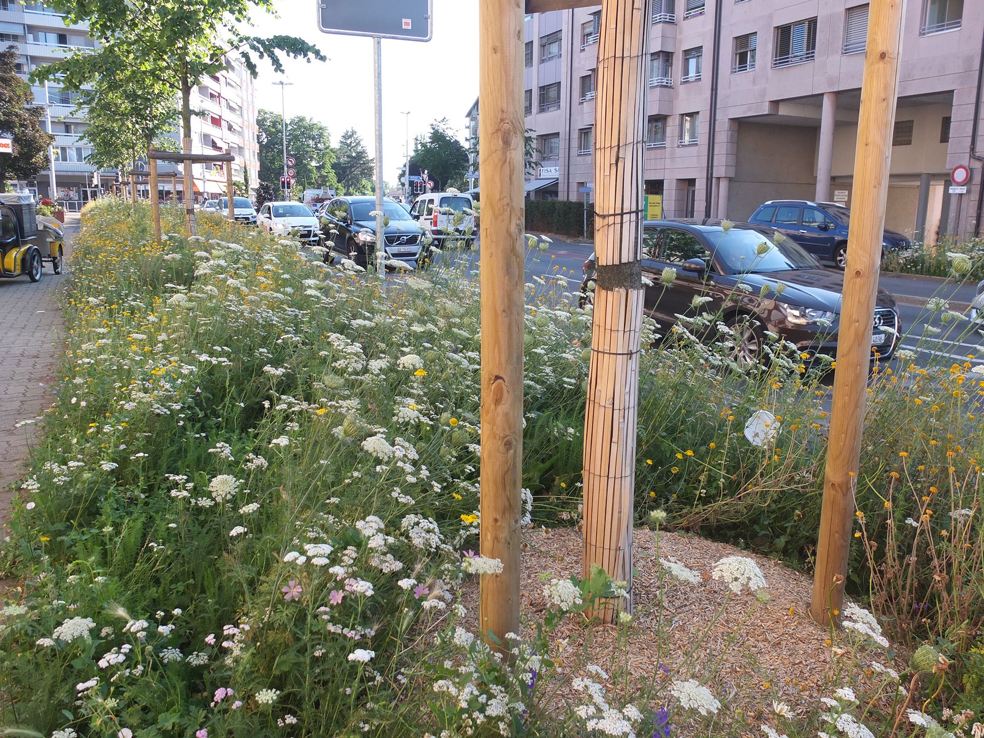 Paysage-réaménagement-espace-public-avenue-rue-mobilité-trafic-piste-cyclable-trottoir-allée-végétation-arbre-alignement-canopée-massif-plantation-annuelle-vivace-floraison