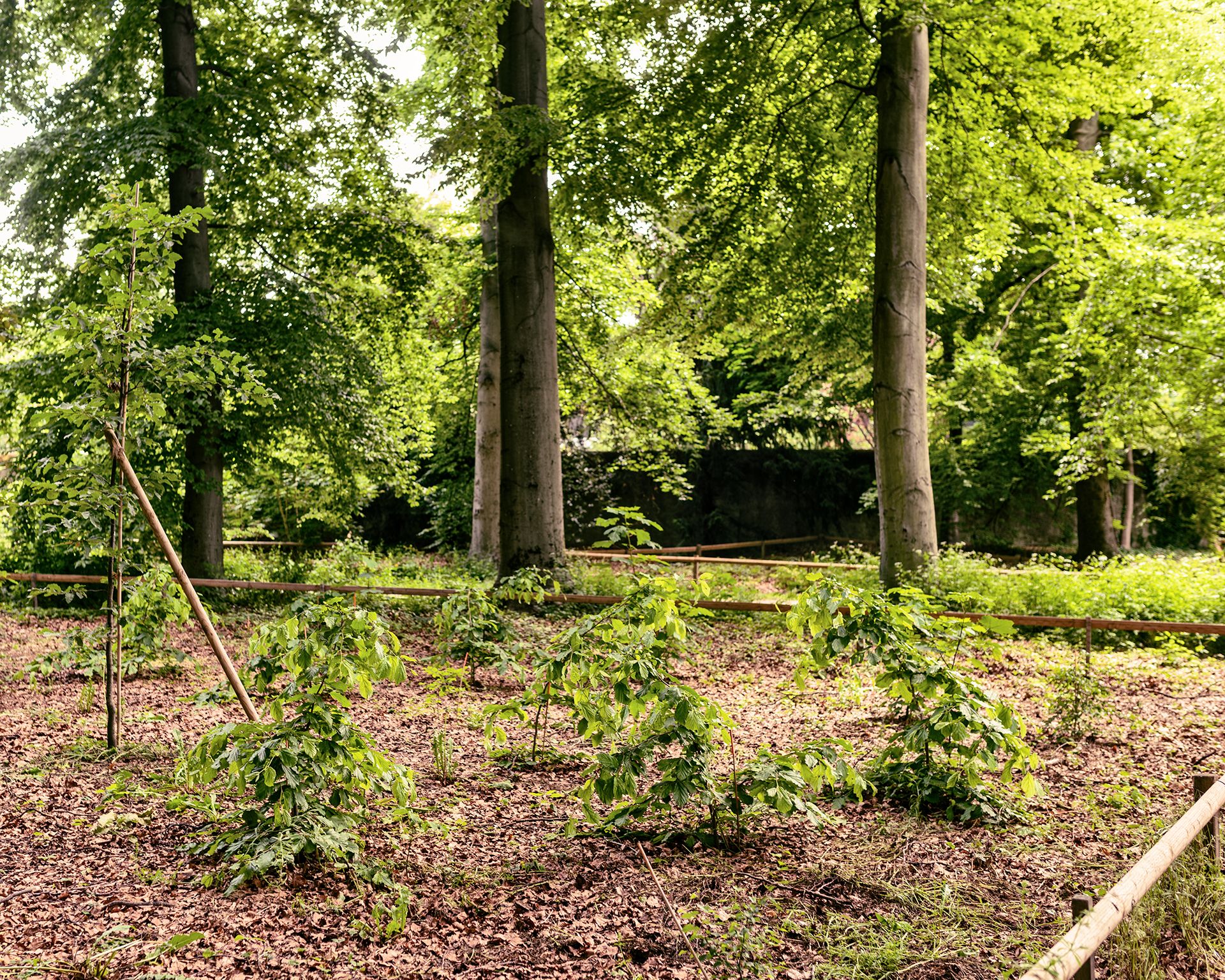 espace public-Parc La Grange-hêtraie-régénération-hêtre-canopée-végétation-sous bois-hêtraie-plantation-régénération