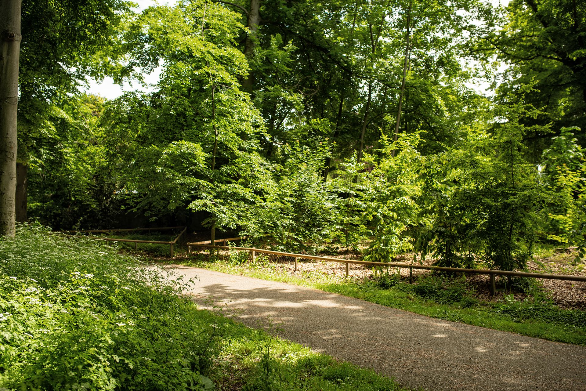 espace public-Parc La Grange-hêtraie-régénération-hêtre-canopée-végétation-sous bois-hêtraie-plantation-régénération