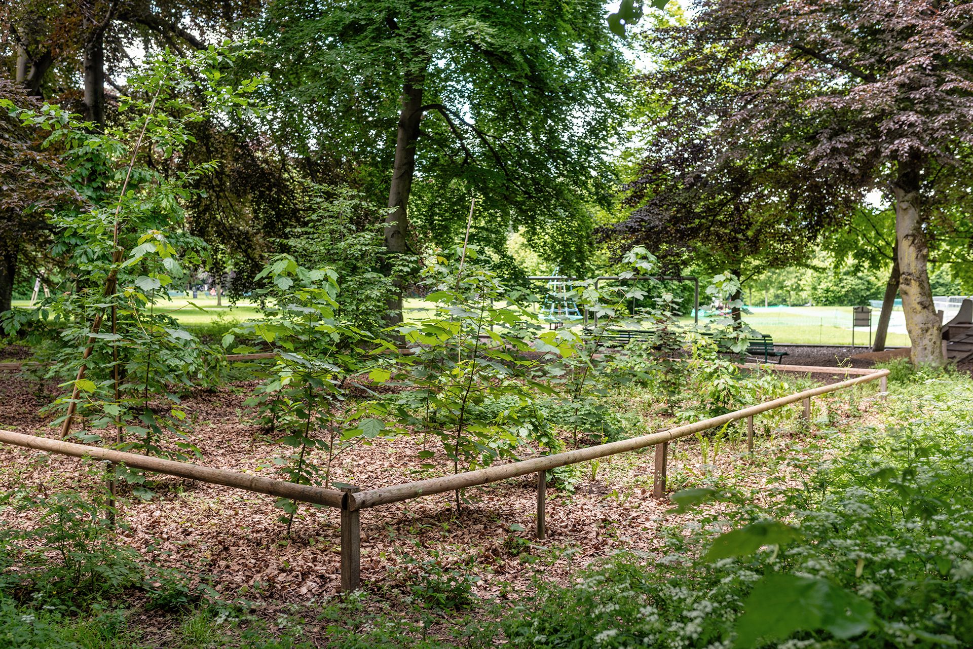 espace public-Parc La Grange-hêtraie-régénération-hêtre-canopée-végétation-sous bois-hêtraie-plantation-régénération